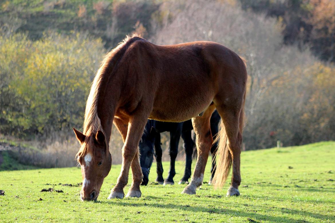 Anden særlig race Chivas [Har redet] - November 2013 billede 4