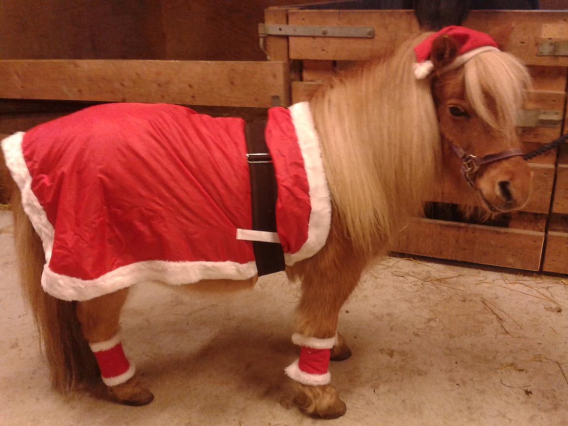 Shetlænder Bailey - Hans komplette juleudstyr :D billede 16
