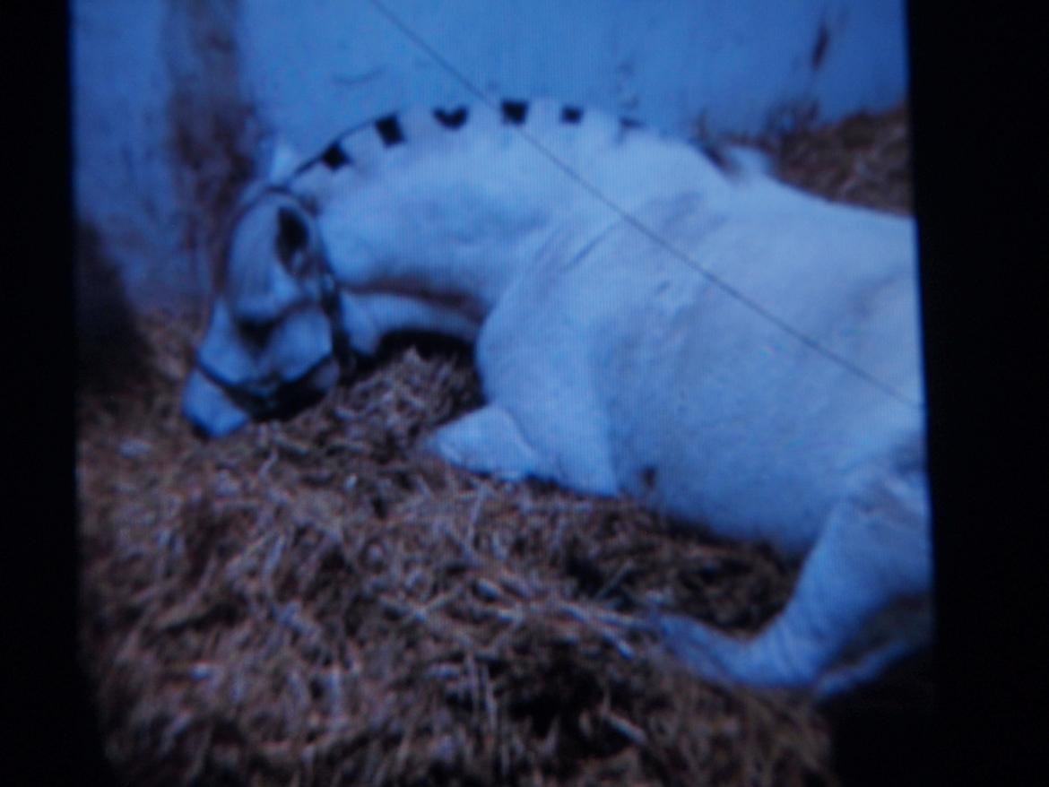 Fjordhest Ellemoses Lobo billede 2