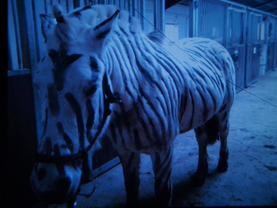 Fjordhest Ellemoses Lobo billede 3