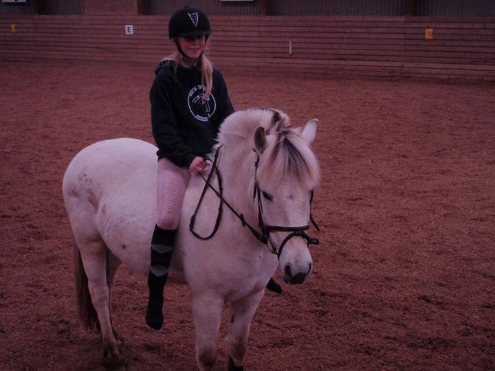 Fjordhest Ellemoses Lobo billede 4