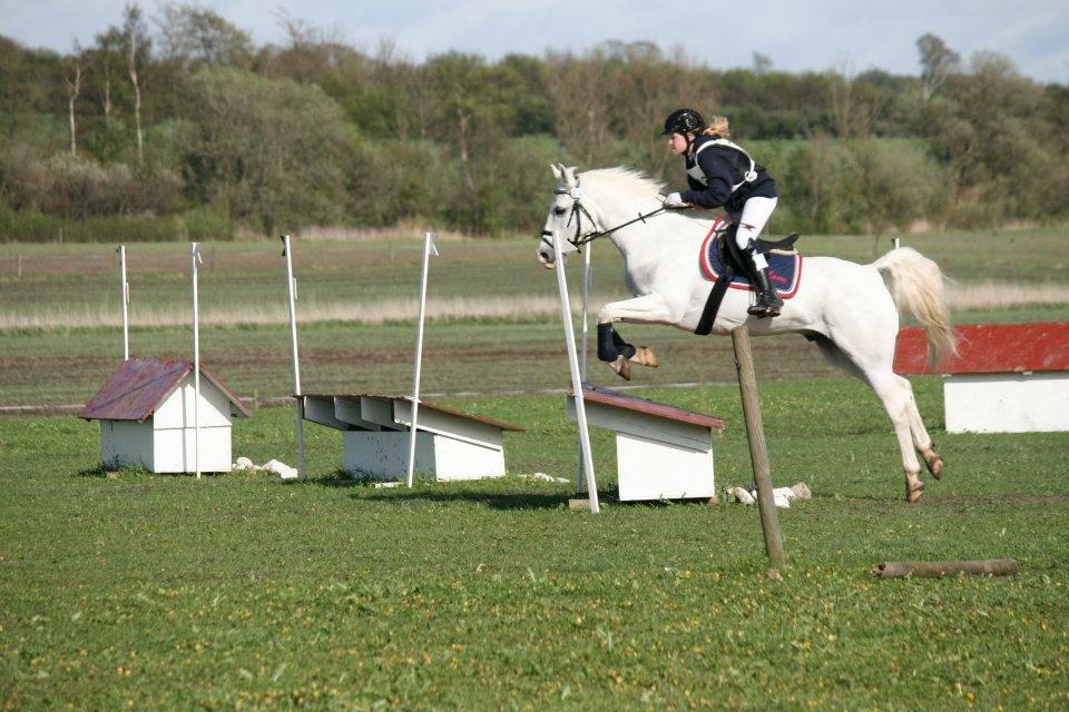 Anden særlig race HABIDI billede 2