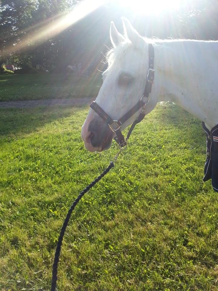 Anden særlig race HABIDI billede 11