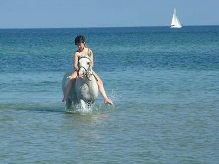 Anden særlig race HABIDI - 
Det er svært at indse, at du ikke længere er her. Jeg ville ønske at jeg kunne se dig en sidste gang. Jeg har virkelig været nede i kulkælderen og væk i tårer. 
 Du er den pony, som har lært mig en masse. Om ridning og om en ægte makkerskab. Vi har klare billede 1