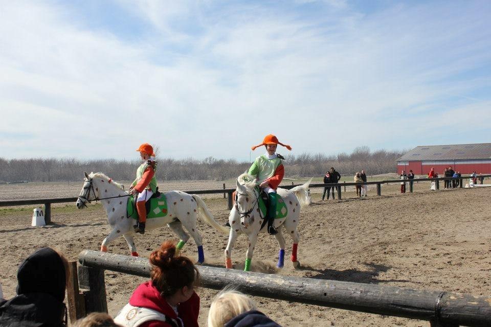 Anden særlig race HABIDI billede 14
