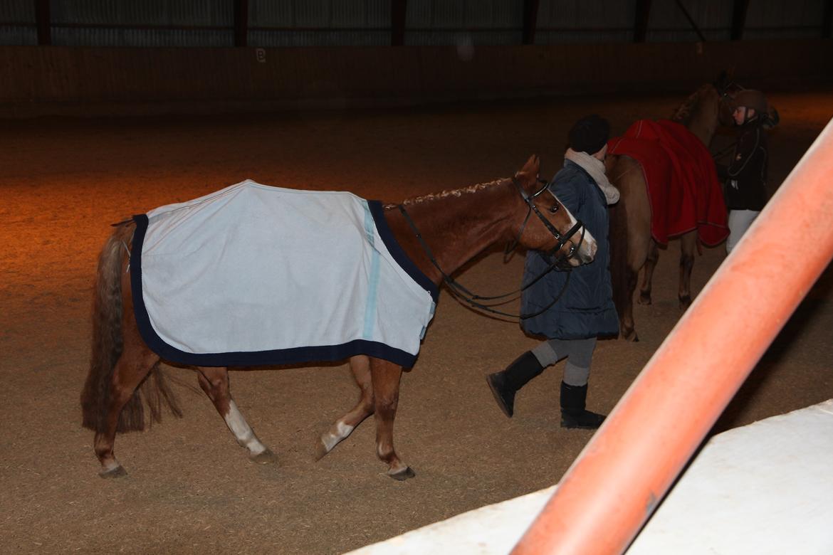 Anden særlig race Falcks Flamme "SOLGT&SAVNET" - I SAID HELLO TO YOU AND WE HAD TWO GOOD YEARS I WENT FROM YOU AND NEVER SEE YOU MORE MY BABY I SO MISS YOU !!!!!!!!!! :( billede 13