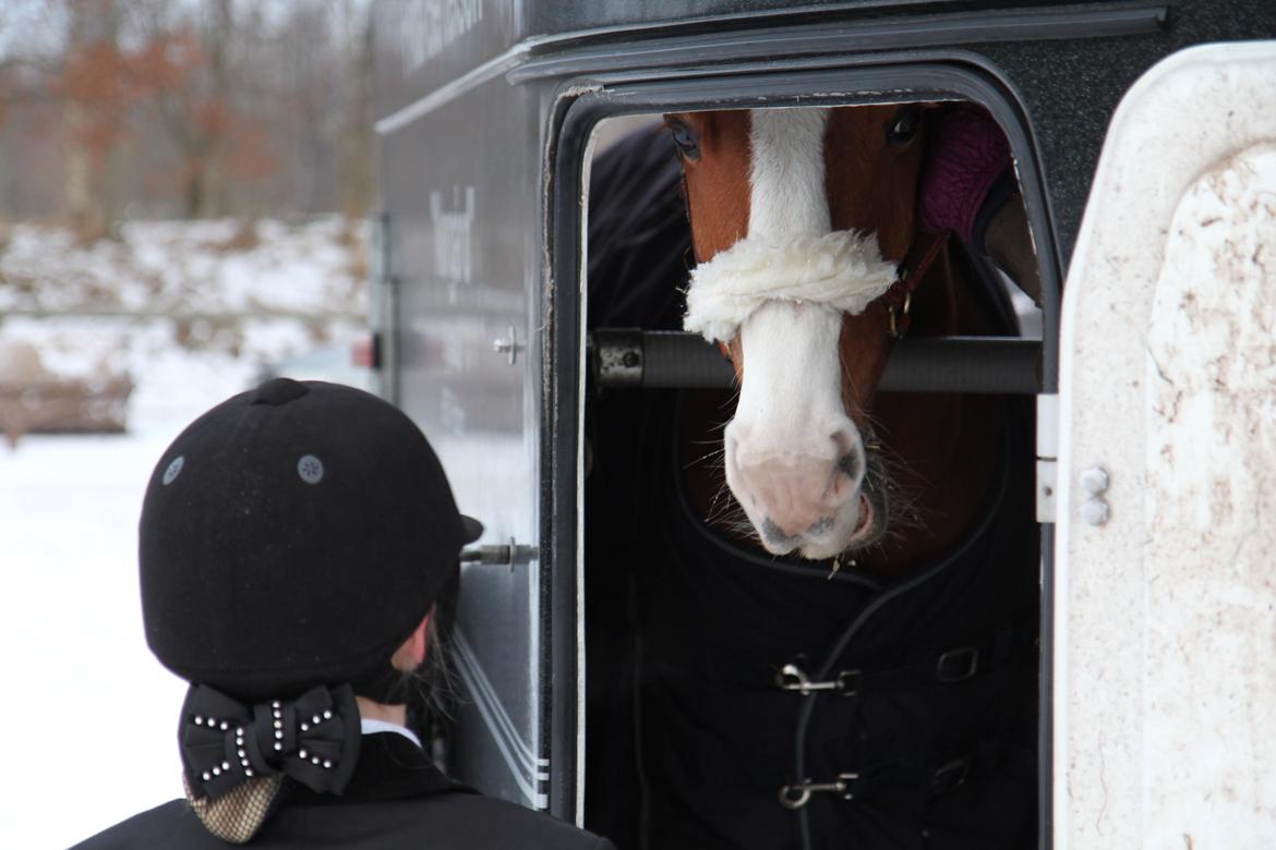 Anden særlig race Falcks Flamme "SOLGT&SAVNET" - MY LITEL BOY!!!!!!!! billede 14