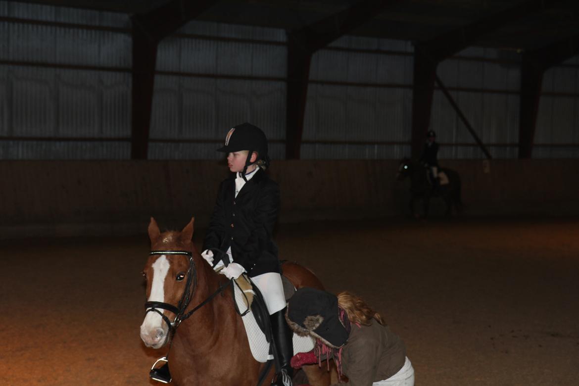 Anden særlig race Falcks Flamme "SOLGT&SAVNET" - vi kunne alt sammen, men vi fik bare ikke lov til at prøve alt før jeg var for stor    billede 15