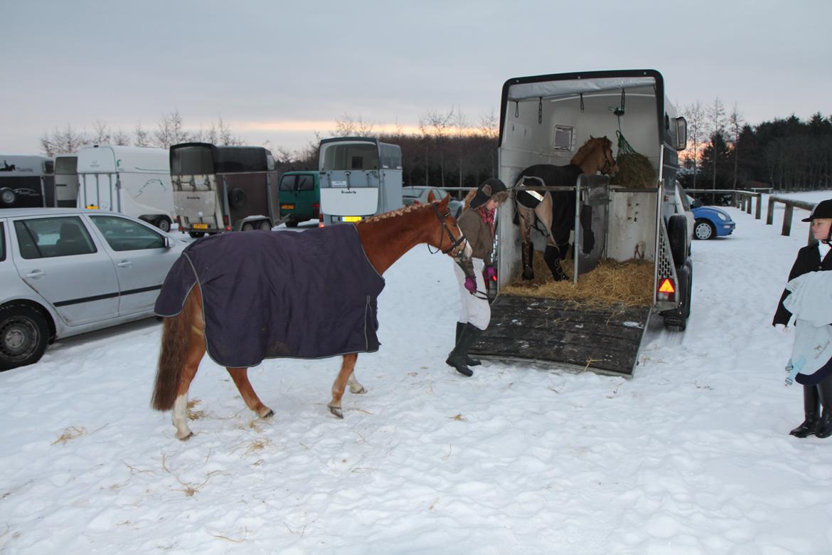 Anden særlig race Falcks Flamme "SOLGT&SAVNET" - Kære lille pony kom tilbage til mig for jeg elsker dig mere end man kan tænke sig til !!!! <3 <3  billede 1