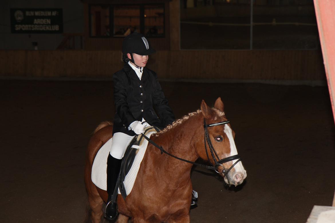 Anden særlig race Falcks Flamme "SOLGT&SAVNET" - I MISS YOU BABY <3  billede 16