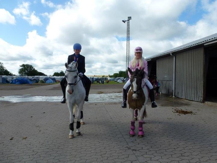 Anden særlig race HABIDI billede 15