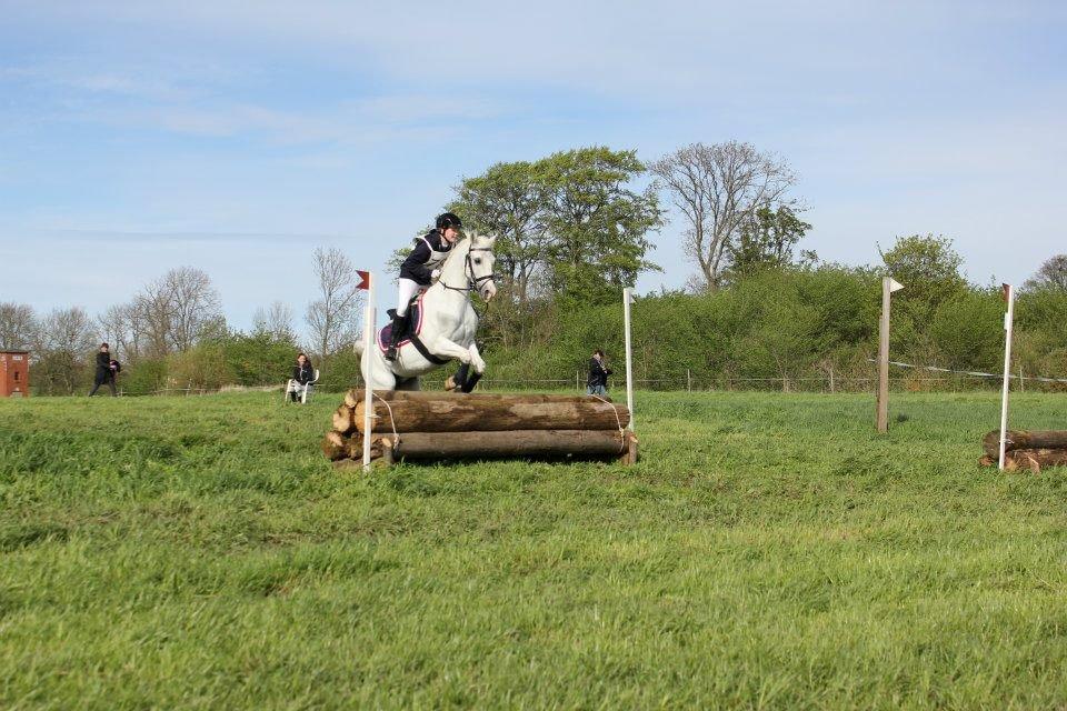 Anden særlig race HABIDI billede 9