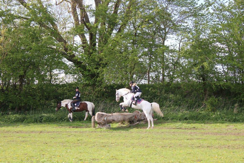 Anden særlig race HABIDI billede 6