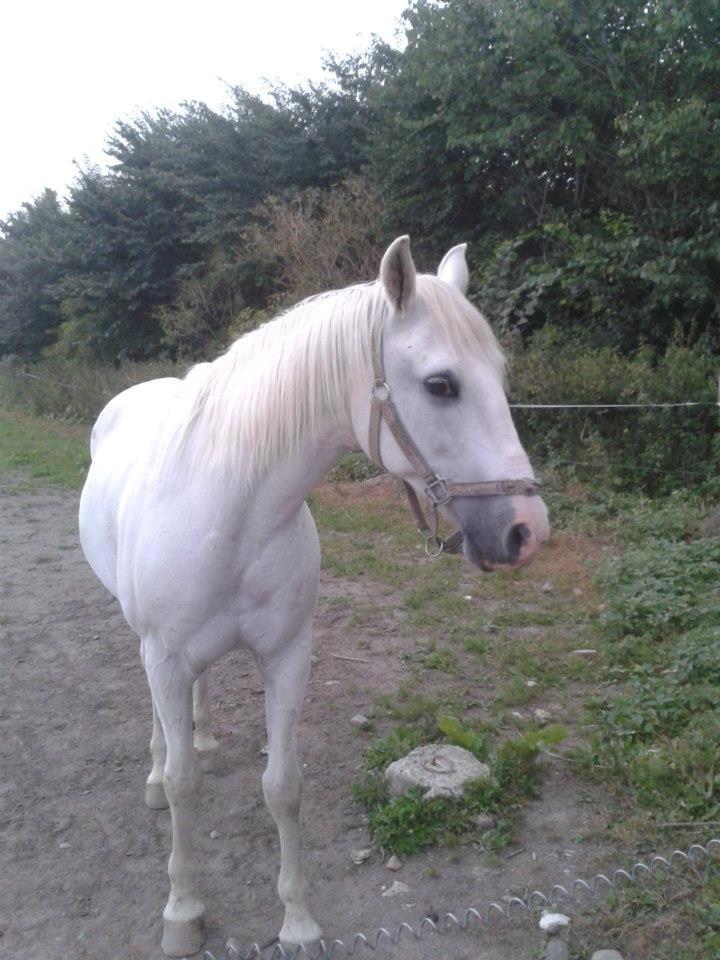 Anden særlig race HABIDI billede 7