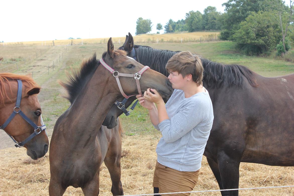 Dansk Varmblod Dyvellyst Ca'ida billede 6