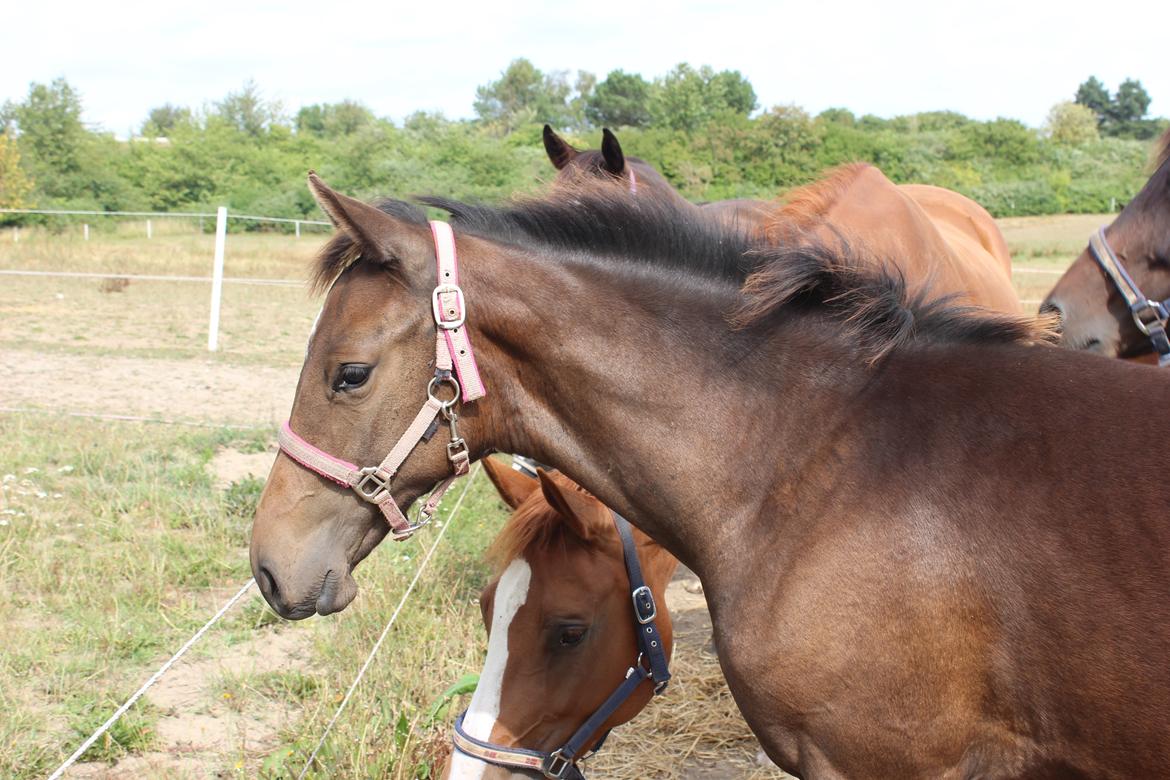 Dansk Varmblod Dyvellyst Ca'ida - Sødeste Ca'ida - en dejlig sommerdag billede 5