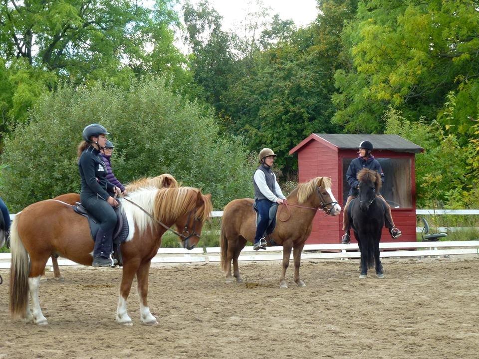 Islænder Logi fra Hårbølle solgt  billede 14