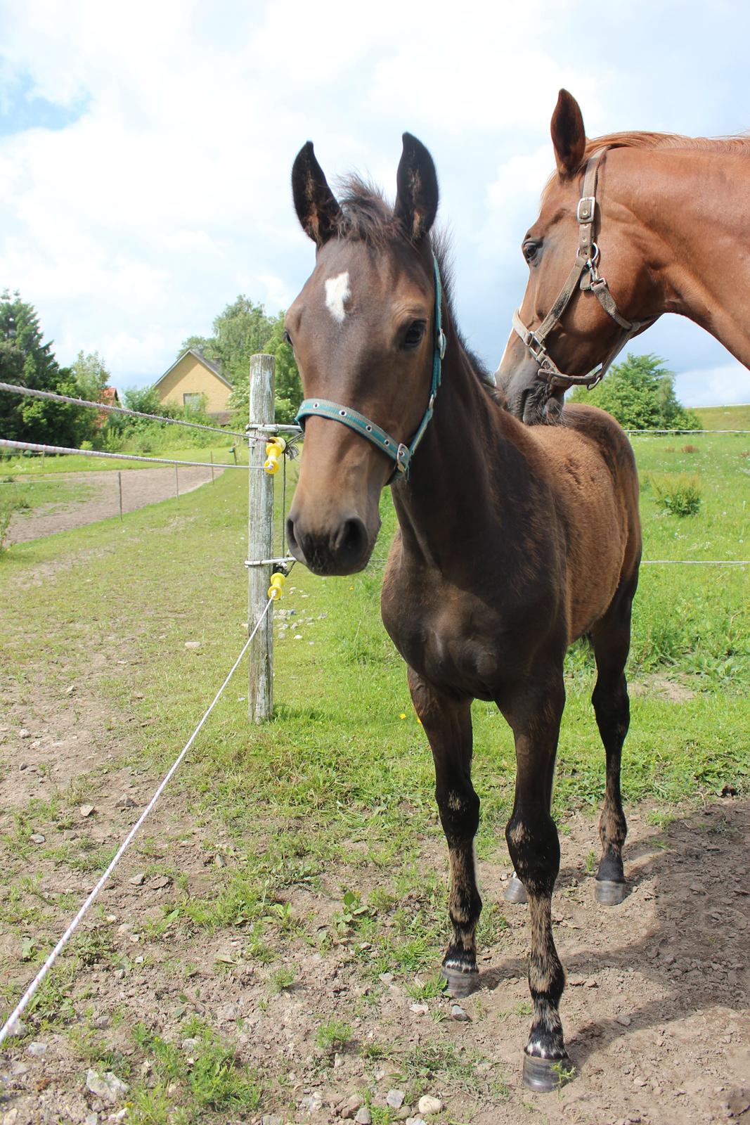 Dansk Varmblod Dyvellyst Ca'ida billede 8