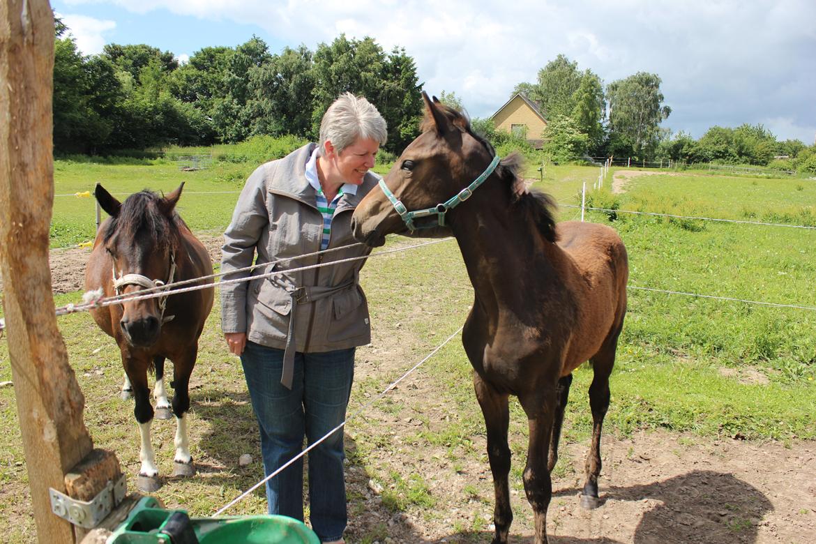 Dansk Varmblod Dyvellyst Ca'ida billede 9