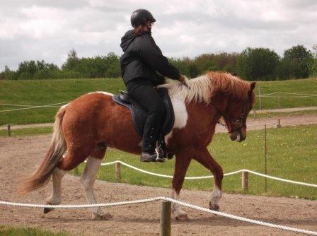 Islænder Logi fra Hårbølle solgt  billede 15