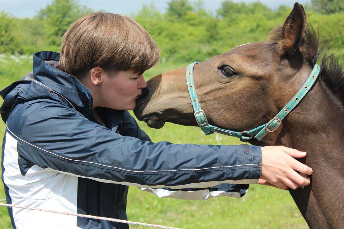 Dansk Varmblod Dyvellyst Ca'ida - Ægte kærlighed, 4 mdr. billede 2