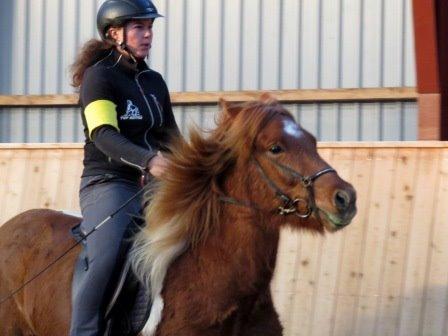 Islænder Logi fra Hårbølle solgt  billede 18