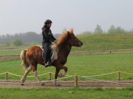 Islænder Logi fra Hårbølle solgt  billede 19