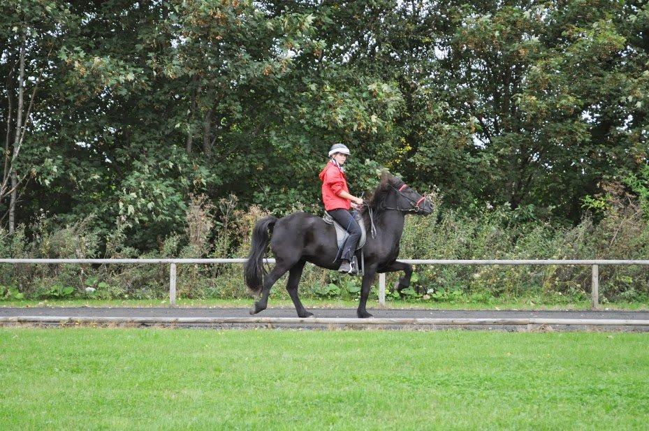 Islænder Raun fra Lille Nørregård solgt  billede 12