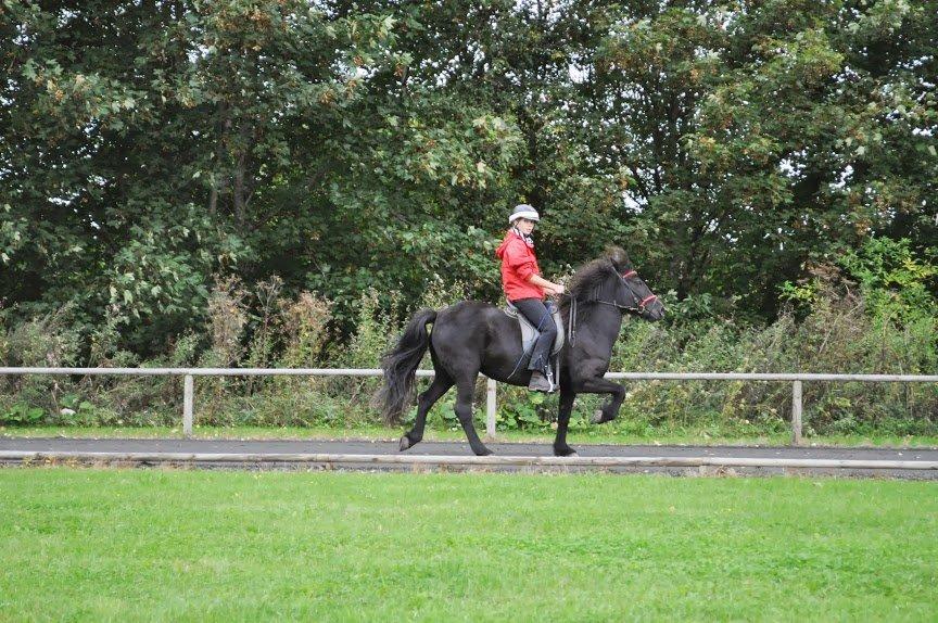 Islænder Raun fra Lille Nørregård solgt  billede 13