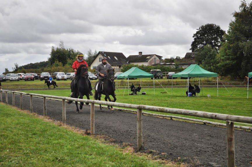 Islænder Raun fra Lille Nørregård solgt  billede 15