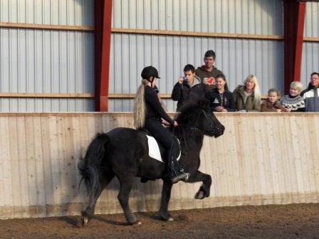 Islænder Raun fra Lille Nørregård solgt  billede 17