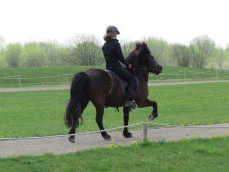 Islænder Raun fra Lille Nørregård solgt  billede 18