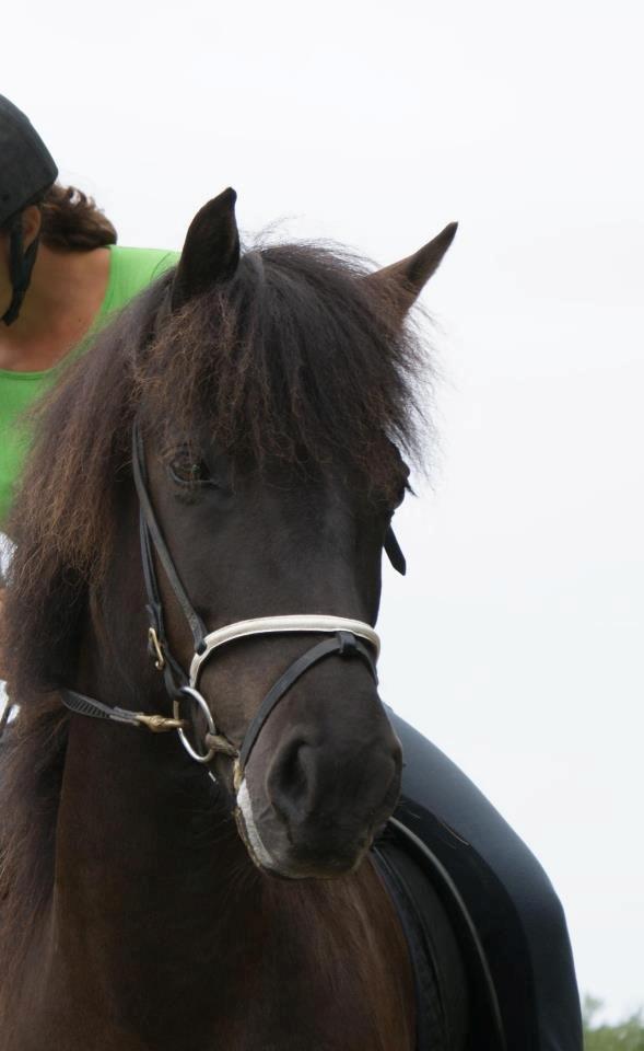 Islænder Raun fra Lille Nørregård solgt  billede 20