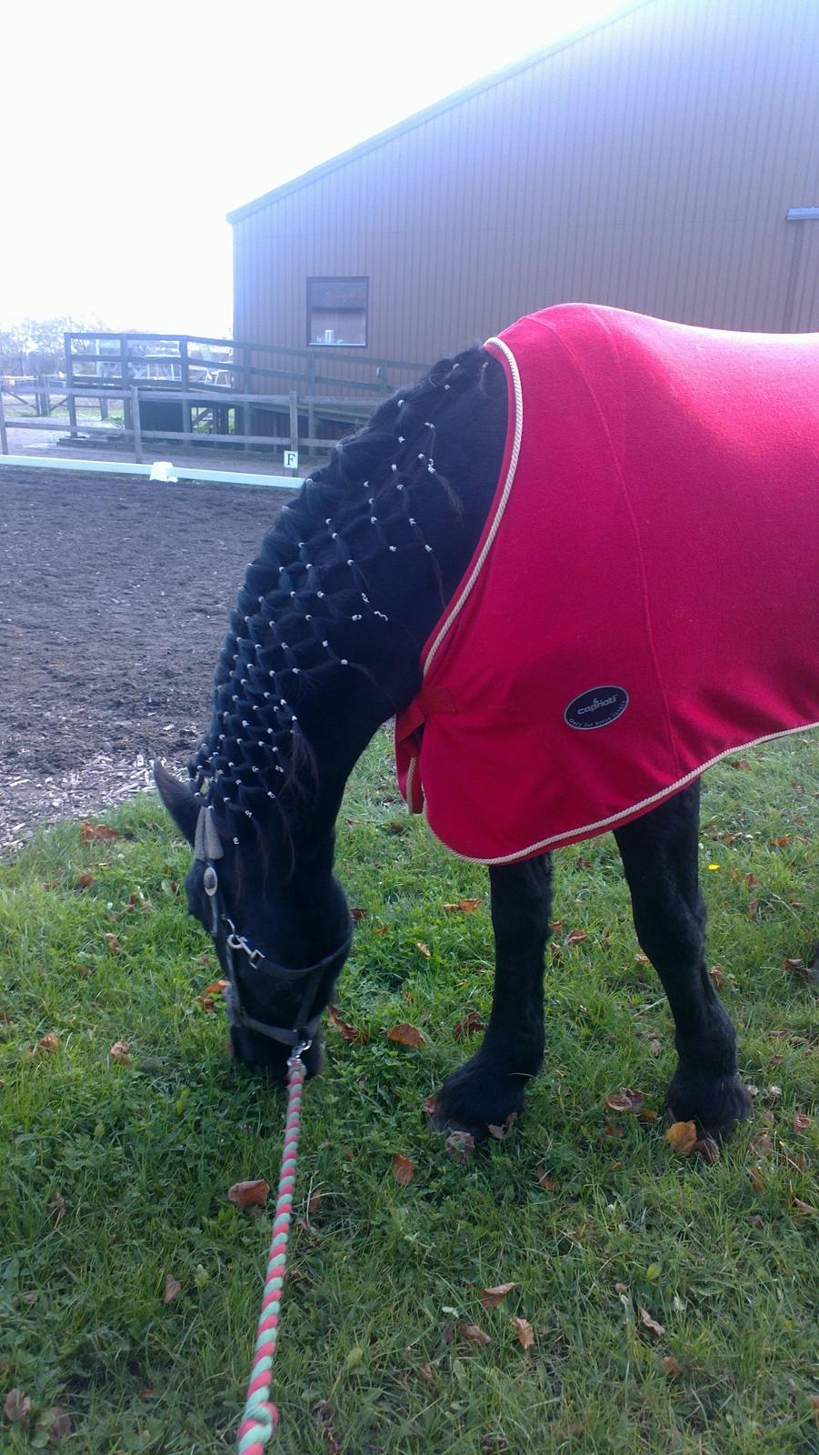 Frieser Thea - Thea får sig en gang vel fortjent gang græs efter stævnet billede 11