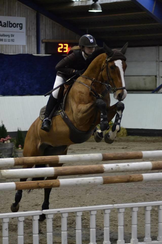 Dansk Varmblod Wilma - Jysk mesterskab 2013, 135 cm! <3  billede 18