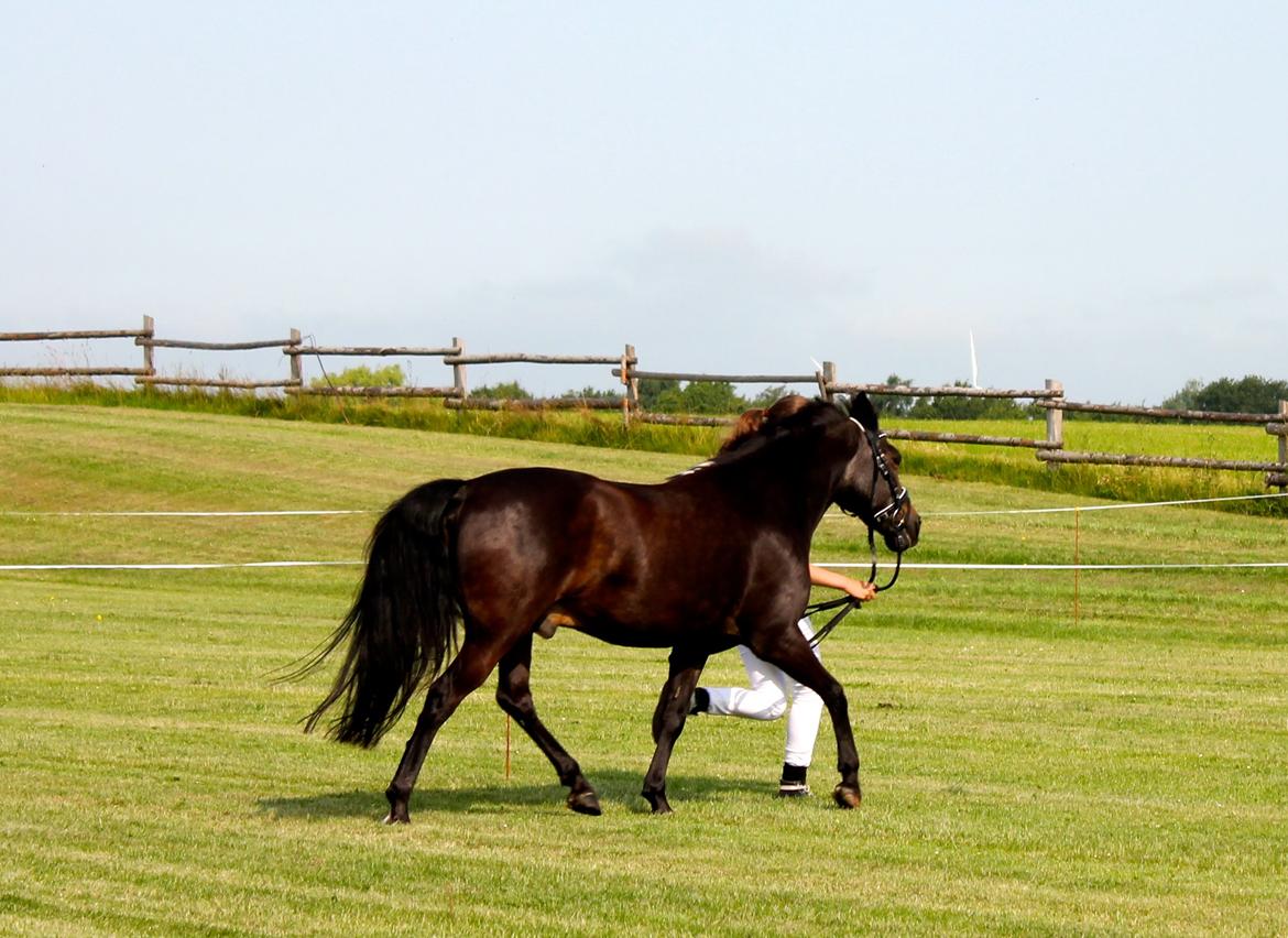 New Forest Staldbakkens Ibrahim <3 - Smukke pony til Mountain and Moorland :-* billede 15