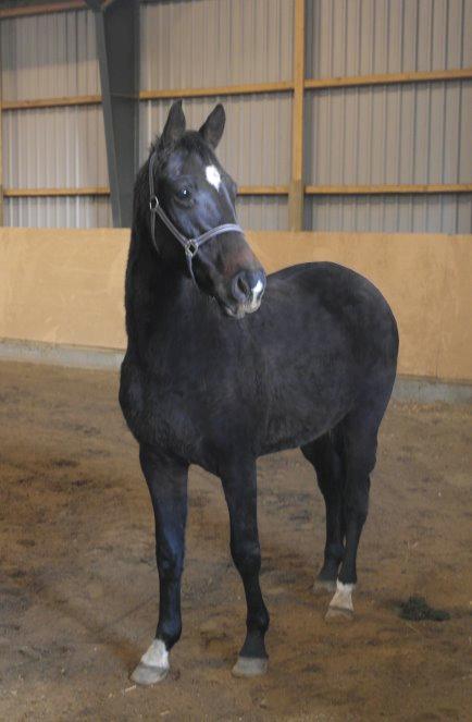 Dansk Varmblod Lexus billede 20