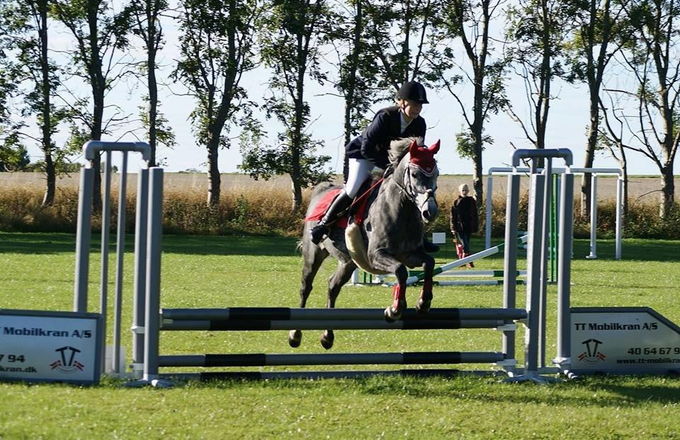 Sportsaraber (A) Adonis - Første springstævne og fejlfri i 60 cm <3 billede 20