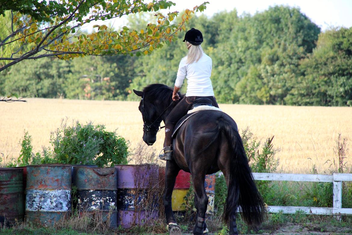 Oldenborg Havhøjs Bello Nero billede 4