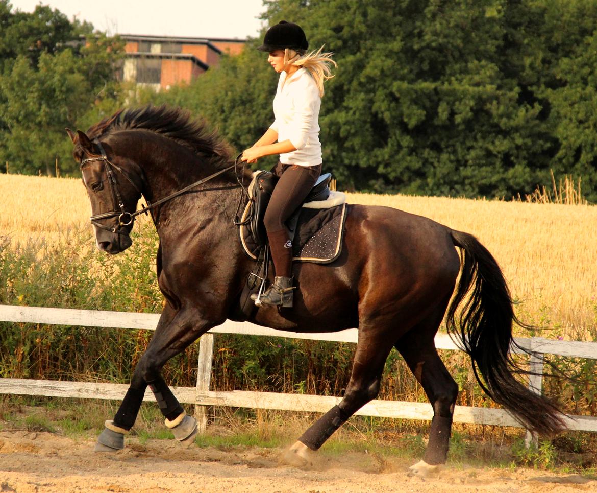 Oldenborg Havhøjs Bello Nero billede 6