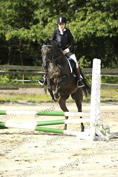 Arabisk fuldblod (OX) AZIZA CHACIA LYKKE billede 14