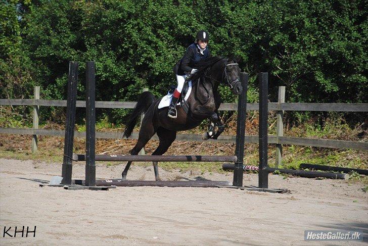 Arabisk fuldblod (OX) AZIZA CHACIA LYKKE billede 15