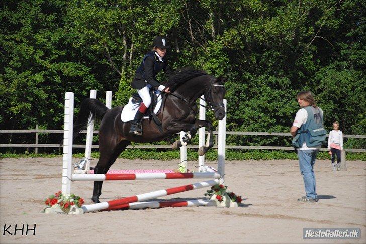 Arabisk fuldblod (OX) AZIZA CHACIA LYKKE billede 16