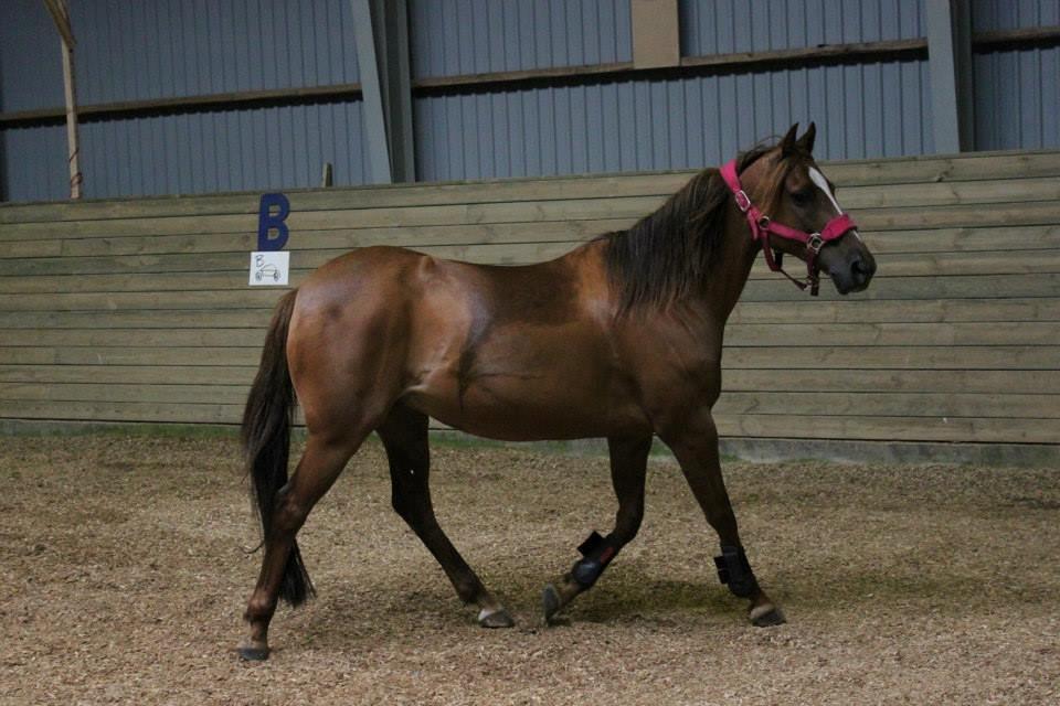 Anden særlig race pony - min lækre araber tøs til løs spring  billede 14