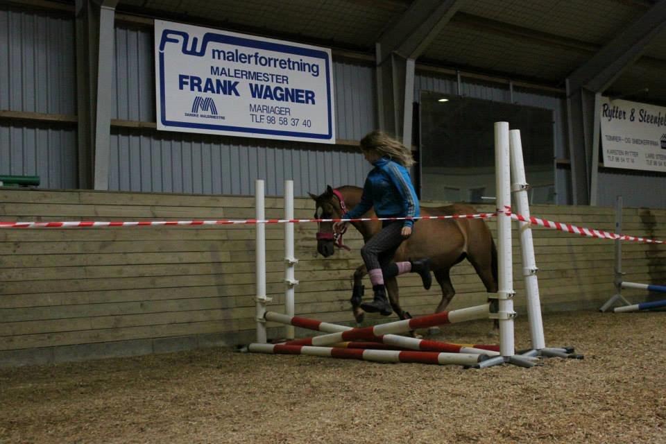 Anden særlig race pony - ingen over, alle under billede 11