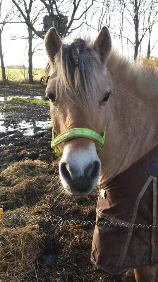 Fjordhest .william - nyt <3 billede 23