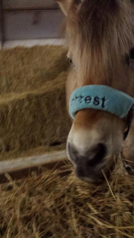 Fjordhest .william - nyt . min lille  fyr <33 billede 24