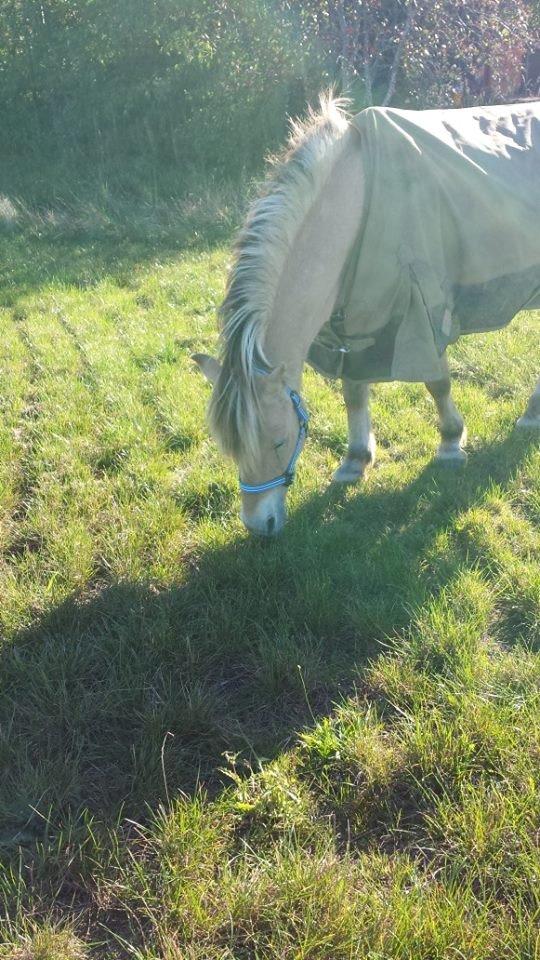 Fjordhest .william - nyt basse mand  billede 25