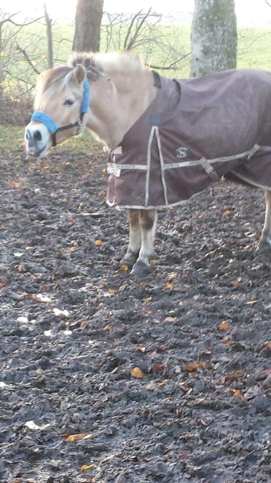 Fjordhest .william - møz billede 26