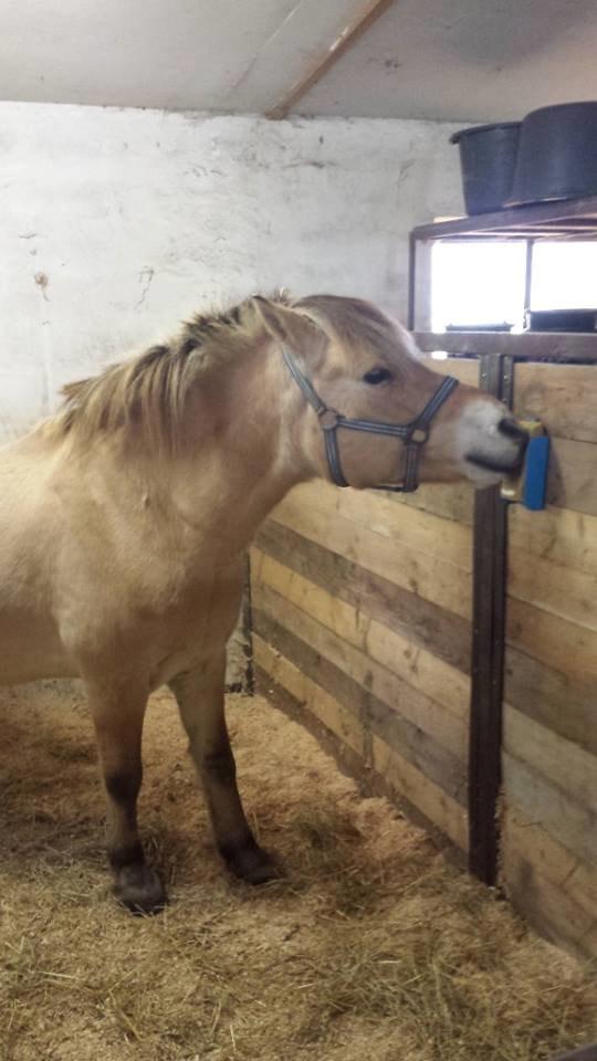 Fjordhest .william - dejlig med slik sten <33 billede 27
